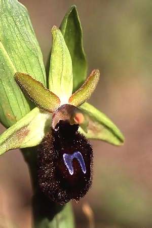 Ophrys melitensis / Maltesian Ophrys, Malta,   5.3.2003 (Photo: Helmut Presser)
