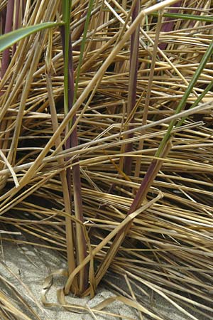 Calamagrostis arenaria \ Strand-Hafer / European Marram Grass, European Beach Grass, NL Renesse 9.8.2015