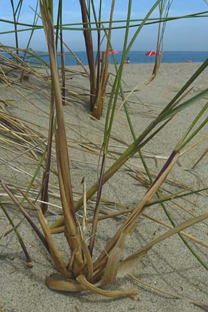 Calamagrostis arenaria \ Strand-Hafer / European Marram Grass, European Beach Grass, NL Renesse 9.8.2015