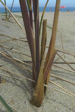 Calamagrostis arenaria \ Strand-Hafer / European Marram Grass, European Beach Grass, NL Renesse 9.8.2015