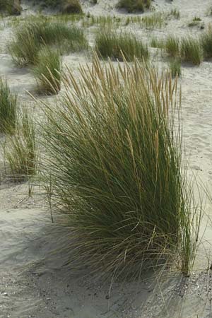Calamagrostis arenaria \ Strand-Hafer / European Marram Grass, European Beach Grass, NL Renesse 9.8.2015