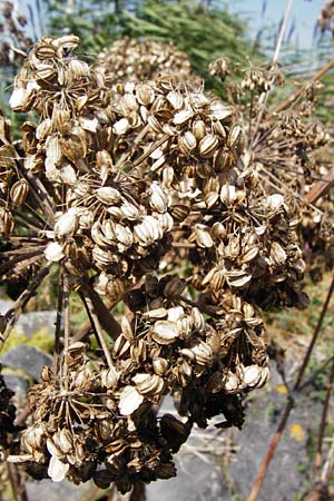 Angelica archangelica \ Arznei-Engelwurz, Echte Engelwurz / Garden Angelica, Holy Ghost, NL Reimerswaal 8.8.2015