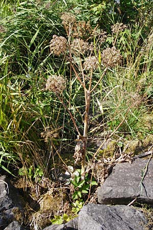 Angelica archangelica \ Arznei-Engelwurz, Echte Engelwurz / Garden Angelica, Holy Ghost, NL Reimerswaal 8.8.2015