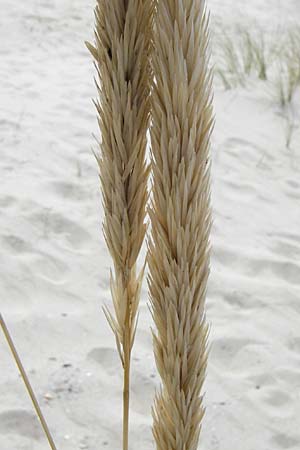 Calamagrostis arenaria \ Strand-Hafer / European Marram Grass, European Beach Grass, NL Renesse 9.8.2015