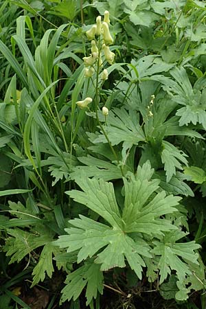 Aconitum lycoctonum subsp. vulparia \ Gelber Eisenhut, Wolfs-Eisenhut / Yellow Wolfsbane, NL Zuid-Limburg, Wijlre 13.6.2018