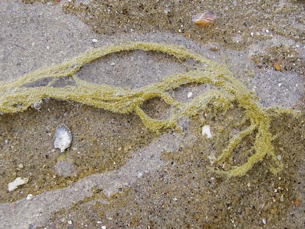 Ulvales spec6 ? \ Gr�n-Alge / Green Algae, NL Nieuw-Haamstede 9.8.2015