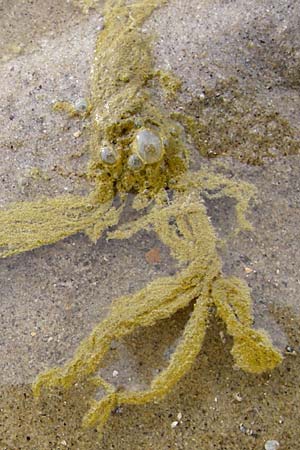 Ulvales spec6 ? \ Gr�n-Alge / Green Algae, NL Nieuw-Haamstede 9.8.2015