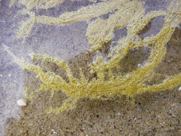 Ulvales spec6 ? \ Gr�n-Alge / Green Algae, NL Nieuw-Haamstede 9.8.2015