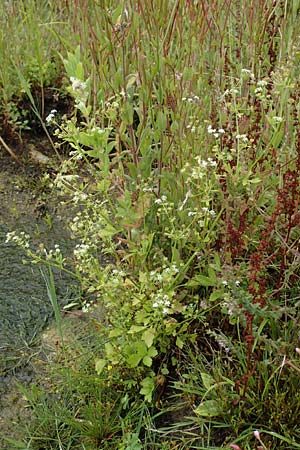 Apium graveolens \ Sellerie / Celery, NL St. Philipsland 14.8.2015