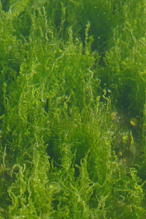 Ulvales spec5 ? \ Gr�n-Alge / Green Algae, NL Zieriksee 9.8.2015