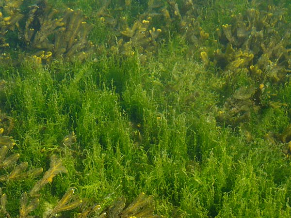 Ulvales spec5 ? \ Gr�n-Alge / Green Algae, NL Zieriksee 9.8.2015