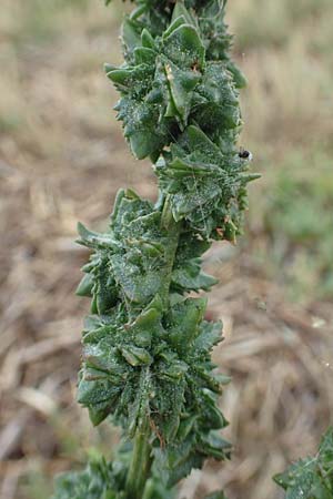 Atriplex littoralis \ Strand-Melde / Grassleaf Orache, NL St. Philipsland 14.8.2015