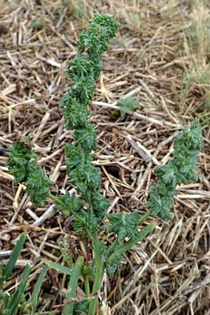 Atriplex littoralis \ Strand-Melde / Grassleaf Orache, NL St. Philipsland 14.8.2015