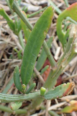 Atriplex littoralis \ Strand-Melde / Grassleaf Orache, NL St. Philipsland 14.8.2015
