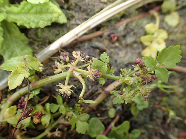 Apium nodiflorum \ Knotenbltige Sellerie / Fool's Water-Cress, NL St. Philipsland 14.8.2015