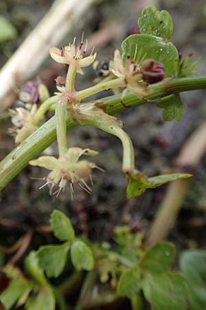 Apium nodiflorum \ Knotenbltige Sellerie / Fool's Water-Cress, NL St. Philipsland 14.8.2015