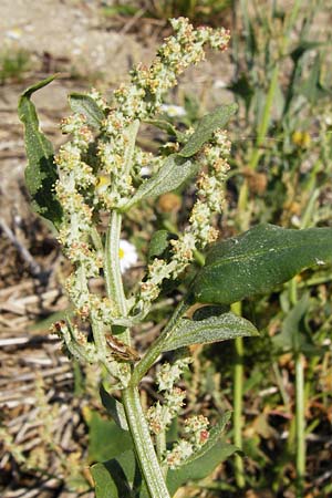 Atriplex prostrata \ Spie-Melde, Spieblttrige Melde / Spear-Leaved Orache, NL Reimerswaal 8.8.2015