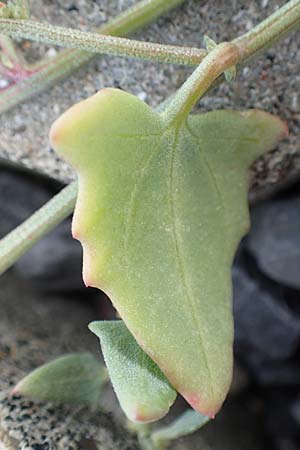 Atriplex glabriuscula \ Kahle Melde / Babington's Orache, NL Zierikzee 12.8.2015