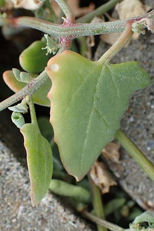 Atriplex glabriuscula \ Kahle Melde / Babington's Orache, NL Zierikzee 12.8.2015