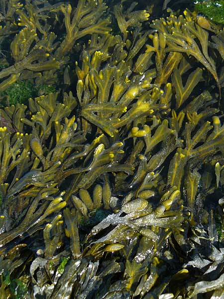 Fucus vesiculosus \ Blasen-Tang / Bladder Wrack, NL Zierikzee 9.8.2015
