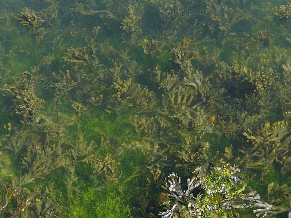 Fucus vesiculosus \ Blasen-Tang / Bladder Wrack, NL Zierikzee 9.8.2015