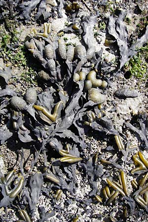 Fucus vesiculosus \ Blasen-Tang / Bladder Wrack, NL Reimerswaal 8.8.2015
