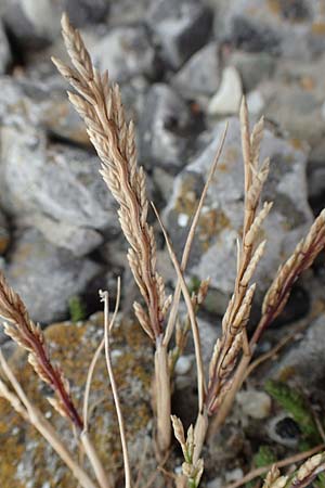 Catapodium marinum \ D&uuml;nen-Steifgras / Sea Fern Grass, Stiff Sand Grass, NL Neeltje Jans 10.8.2015