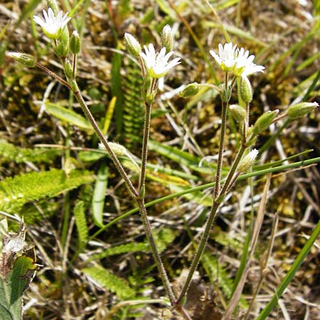 Cerastium holosteoides \ Gewhnliches Hornkraut / Common Mouse-Ear, NL Zierikzee 9.8.2015