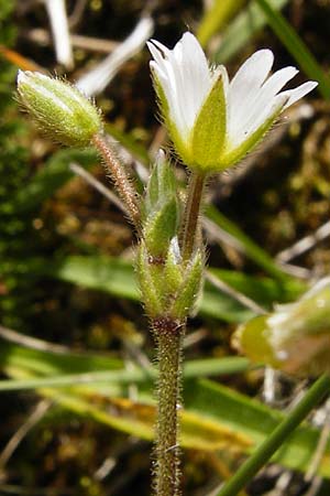 Cerastium holosteoides \ Gewhnliches Hornkraut / Common Mouse-Ear, NL Zierikzee 9.8.2015