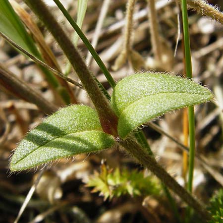 Cerastium holosteoides \ Gewhnliches Hornkraut / Common Mouse-Ear, NL Zierikzee 9.8.2015