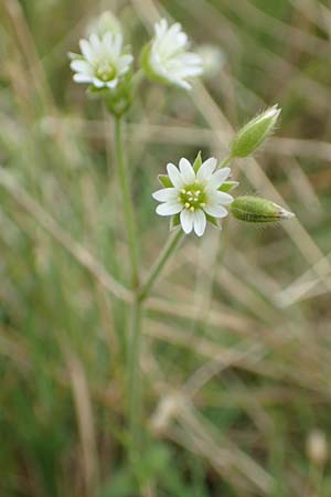 Cerastium holosteoides \ Gewhnliches Hornkraut / Common Mouse-Ear, NL Zierikzee 12.8.2015