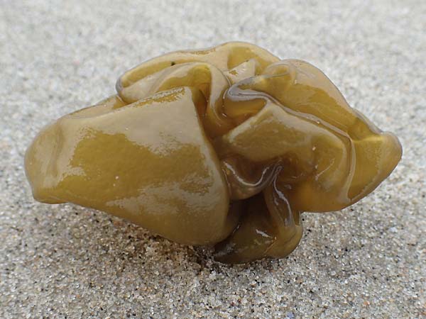 Colpomenia peregrina \ Kartoffel-Alge, Austerndieb / Oyster Thief, NL Neeltje Jans 10.8.2015