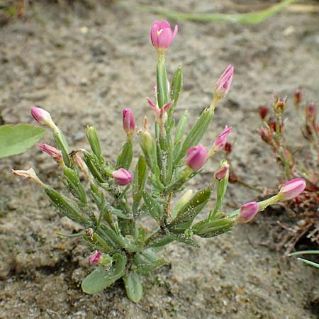 Centaurium pulchellum \ Kleines Tausendgldenkraut / Branched Centaury, NL St. Philipsland 14.8.2015