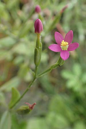 Centaurium pulchellum \ Kleines Tausendgldenkraut / Branched Centaury, NL St. Philipsland 14.8.2015
