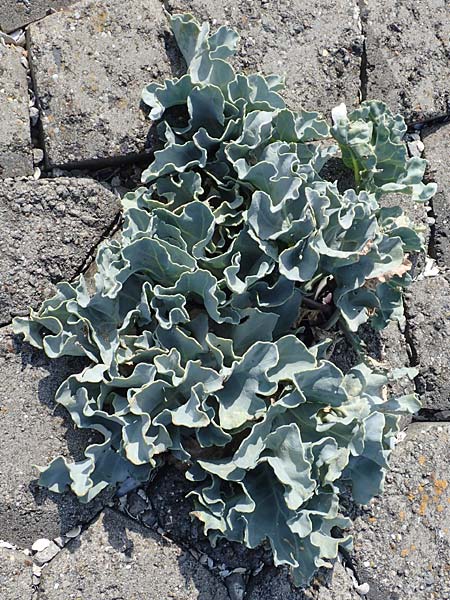 Crambe maritima \ Ksten-Meerkohl, Strandkohl / Sea Kale, NL Colijnsplaat 13.8.2015