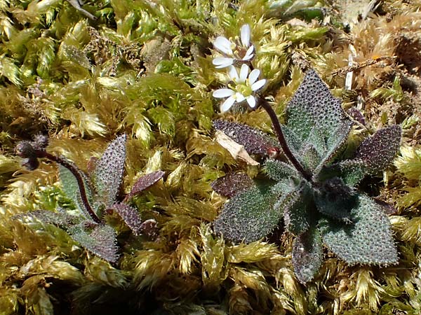 Draba glauca \ Blaugr&uuml;ne Felsenbl�mchen / Bluegreen Whitlowgrass, NL Lemiers 11.3.2022