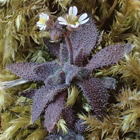 Draba glauca \ Blaugr&uuml;ne Felsenbl�mchen / Bluegreen Whitlowgrass, NL Lemiers 11.3.2022