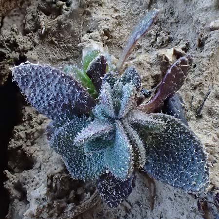 Draba glauca \ Blaugr&uuml;ne Felsenbl�mchen / Bluegreen Whitlowgrass, NL Lemiers 11.3.2022