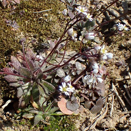 Draba glauca \ Blaugr&uuml;ne Felsenbl�mchen / Bluegreen Whitlowgrass, NL Lemiers 11.3.2022