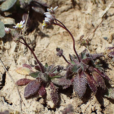 Draba glauca \ Blaugr&uuml;ne Felsenbl�mchen / Bluegreen Whitlowgrass, NL Lemiers 11.3.2022