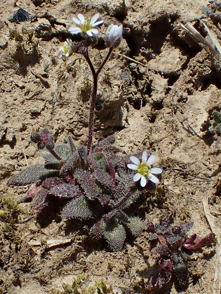 Draba glauca \ Blaugr&uuml;ne Felsenbl�mchen / Bluegreen Whitlowgrass, NL Lemiers 11.3.2022