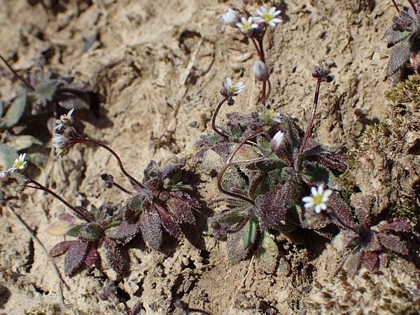 Draba glauca \ Blaugr&uuml;ne Felsenbl�mchen / Bluegreen Whitlowgrass, NL Lemiers 11.3.2022