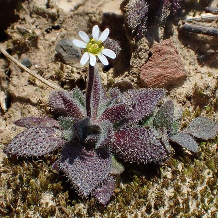 Draba glauca \ Blaugr&uuml;ne Felsenbl�mchen / Bluegreen Whitlowgrass, NL Lemiers 11.3.2022