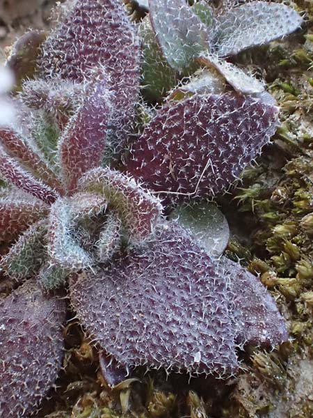 Draba glauca \ Blaugr&uuml;ne Felsenbl�mchen / Bluegreen Whitlowgrass, NL Lemiers 11.3.2022