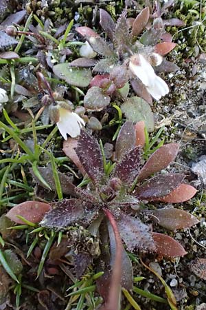 Draba majuscula \ Behaartes Hungerbl&uuml;mchen / Hairy Whitlowgrass, NL Nijswiller 11.3.2022