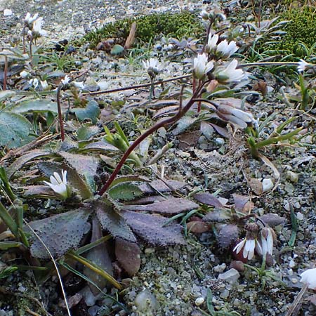 Draba majuscula \ Behaartes Hungerbl&uuml;mchen / Hairy Whitlowgrass, NL Nijswiller 11.3.2022