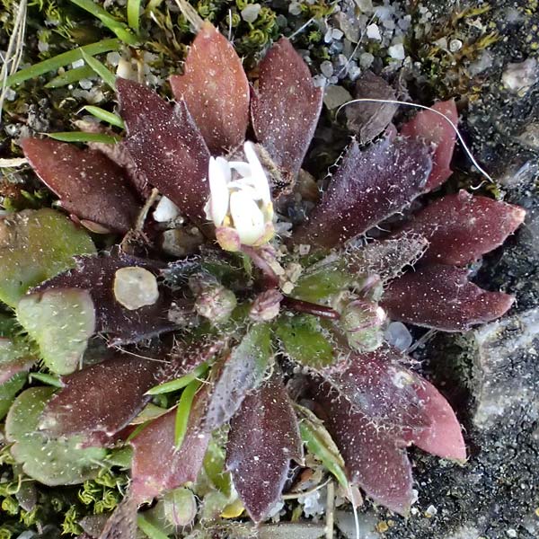 Draba majuscula \ Behaartes Hungerbl&uuml;mchen / Hairy Whitlowgrass, NL Nijswiller 11.3.2022
