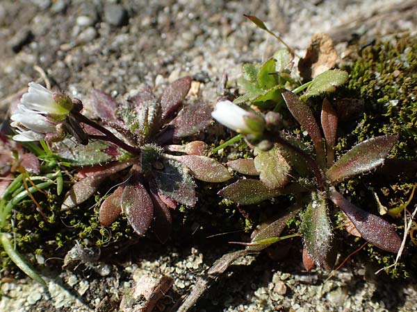 Draba majuscula \ Behaartes Hungerbl&uuml;mchen / Hairy Whitlowgrass, NL Nijswiller 11.3.2022