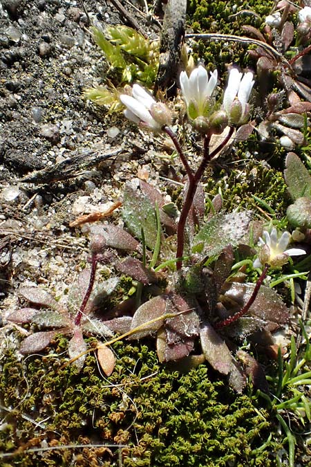 Draba majuscula \ Behaartes Hungerbl&uuml;mchen / Hairy Whitlowgrass, NL Nijswiller 11.3.2022