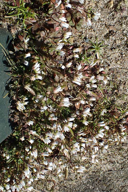 Draba majuscula \ Behaartes Hungerbl&uuml;mchen / Hairy Whitlowgrass, NL Nijswiller 11.3.2022